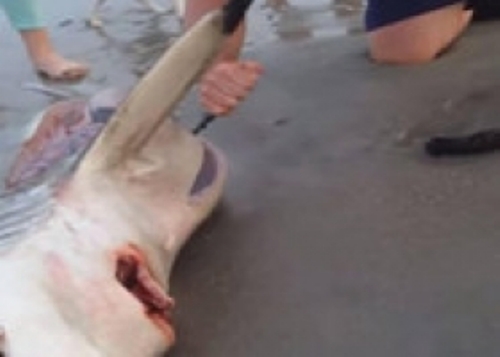 3 أسماك قرش تخرج حية من بطن أمها الميتة