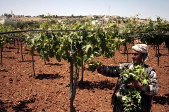 الجمعيات الزراعية بغزة تتخوف من محاولات تقليص الدعم المقدم لها