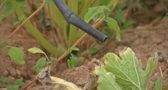 المحاصيل الزراعية في منطقة القرارة مهددة بالجفاف