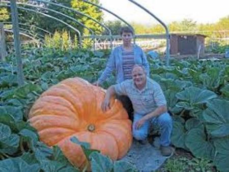 يقطينة ضخمة في راس العين