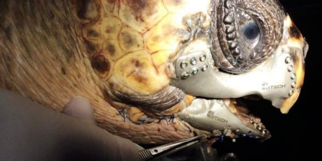 شركة تركية تنجح في صناعة فكين مستعارين لسلحفاة مائية