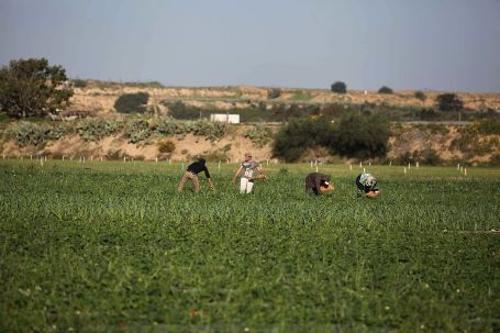 الاحتلال يستهدف المزارعين شرق خانيونس