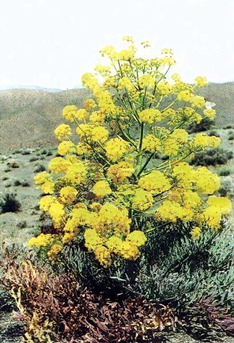 أبرز فوائد الحلتيت