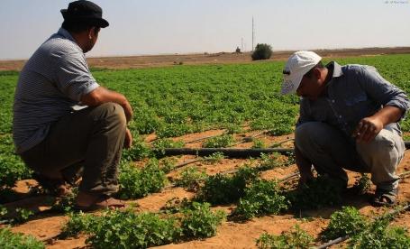 الزراعة تحذر المزارعين من موجة ارتفاع الحرارة