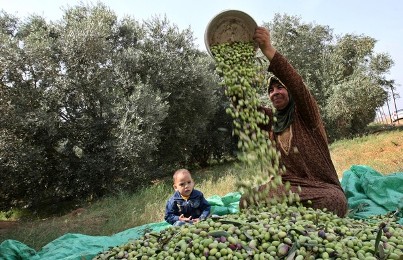 بدء موسم قطف الزيتون في الضفة وغزة 