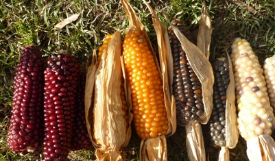 الذرة .. غذاء متميز بألوان زاهية