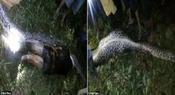 العثور على رجل مفقود داخل ثعبان