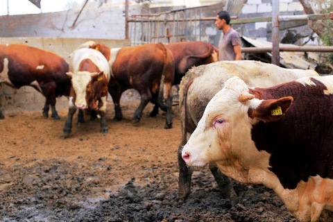 الزراعة بغزة: 25 ألف رأس عجل وبقر متوافرة لعيد الأضحى 