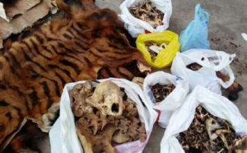 حيوانات برية داخل غرفة التجارة الصينية فى كمبوديا