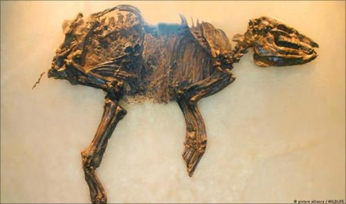 العثور على فرس نادرة حامل منذ 47 مليون سنة