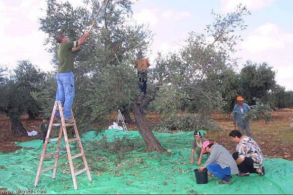 الجابي: نتوقع تراجع كميات إنتاج فلسطين من زيت الزيتون لهذا الموسم