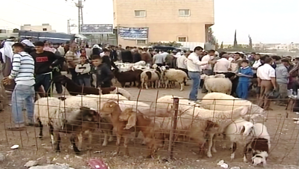 أغنام أوروبية في فلسطين خلال رمضان والأضحى