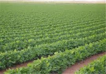 الحفاظ على الأراضي الزراعية من الزحف العمراني في غزة 