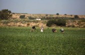 الاحتلال يستهدف المزارعين شرق خانيونس