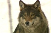 ذئاب ودببة مفترسة مهددة بالانقراض 