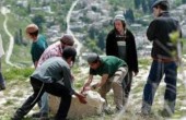 مستوطنون يلقون مخلفات أعمال تجريف بحقول زيتون ويستولون على 10 دونمات بالضفة