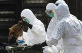 هونج كونغ تعلن عن أول إصابة بإنفلونزا الطيور هذا الشتاء 