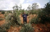 الخارجية تدين انتهاكات الاحتلال بحق المزارعين وأراضيهم