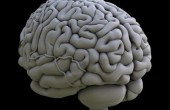 علماء: المتعلمون يتحملون إصابات الدماغ أكثر من غيرهم