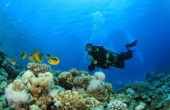 علماء يبحثون عن  أدوية من 