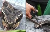 أفعى تلدغ شيف صيني بعد قطع رأسها بساعة...!!