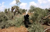 مستوطنون يقتلعون أشجار زيتون في نابلس