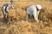 مصر تشتري 2.75 مليون طن من القمح المحلي