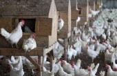 تحذير من إدخال دجاج الاحتلال المصاب بالسلامونيلا إلى الضفة