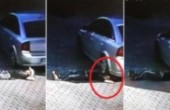بالفيديو.. مرّت سيارة فوق رأسه ونجا