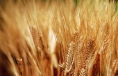 مصر توقف استيراد القمح حتى مارس/ آذار القادم