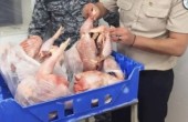 إتلاف 15 طناً من الدجاج غير المطابق للمواصفات في طولكرم