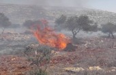 جنود الاحتلال يحرقون اشجار الزيتون في واد الحصين بالخليل