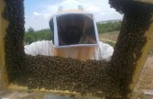 توقعات بتراجع إنتاج العسل الغزي هذا العام