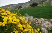طقس فلسطين: الحرارة معتدلة والسماء صافية 
