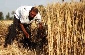 مصر تسعى إلى 4.4 مليون طنا من القمح المحلي