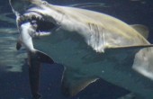 فشل قرش ضخم في افتراس آخر من فصيلته