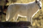 أنثى الذئب أسرع فى رد فعلها عن الذكر