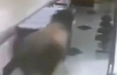 بالفيديو..ثور يتسلل إلى مستشفى ويلاحق العاملين فيها