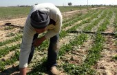 gaza_farmers_arabic_final_.jpg