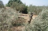 قوات الاحتلال تقتلع أشجار زيتون في سلفيت