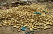 ضبط وإتلاف 20 طنا من البطاطا 
