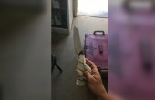 جنين... الاحتلال يعتقل فلسطينيا بزعم حيازة سكين