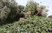 سلطة النقد تعطل العمل غدا الخميس لجني ثمار الزيتون