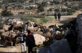 الاحتلال يستولي على 120 رأس غنم في مسافر يطا بالخليل
