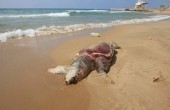 سلحفاة  ضخمة على شاطئ بحر صيدا