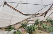 خسائر كبيرة بالضفة جراء تلف المحاصيل بفعل المنخفض