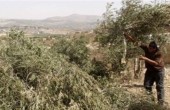 مستوطنون يهاجمون أراض زراعية في الخليل ويقتلعون عشرات الاشجار