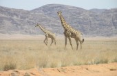 الزرافات تتجه نحو الانقراض