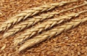 سعر القمح يهبط إلى أدنى مستوى 