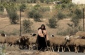نفوق 8 أغنام بعد دهسها من مستوطن شرق يطا